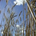 Bickleigh's Prairie Light