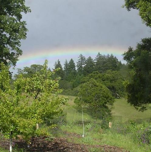 Colorful rainbow arching over trees and grassy land in a natural setting.