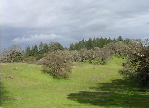 Lush green hills with scattered trees under cloudy sky.