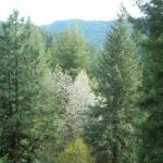 Vedrica Forest Gardens