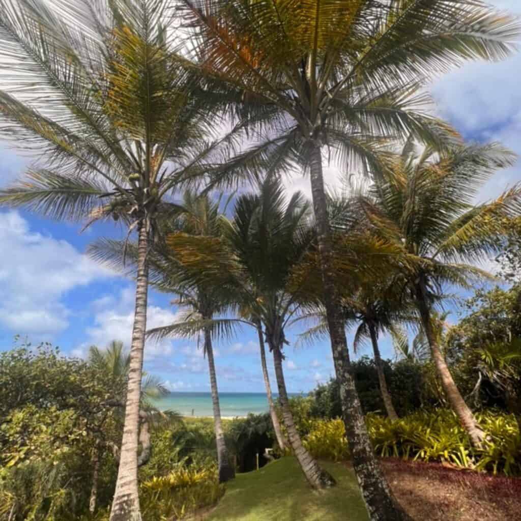 Tropical beach scene with tall palm trees and blue sky.
