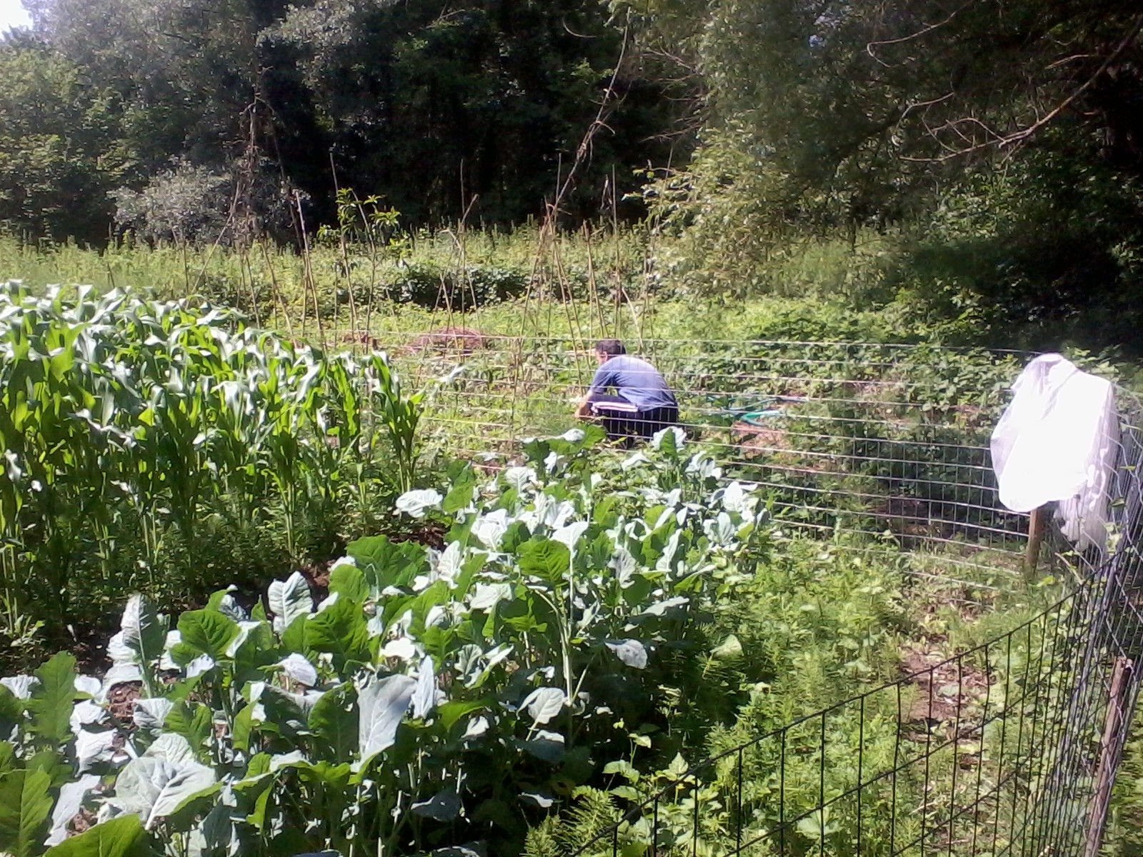 People working in a lush vegetable garden with a wire fence.