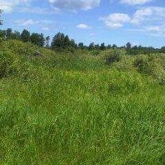 Lush green field with trees under a blue sky at Foundation for Intentional Community.