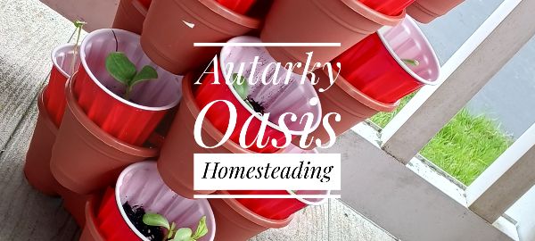 Stacked flower pots with seedlings on a balcony for sustainable homesteading.
