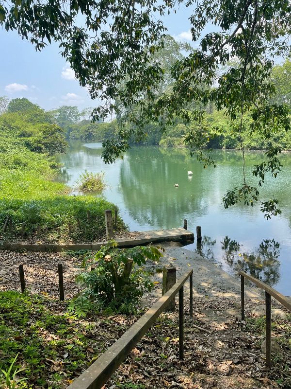Serene river scene with lush greenery and a small dock in a natural setting.