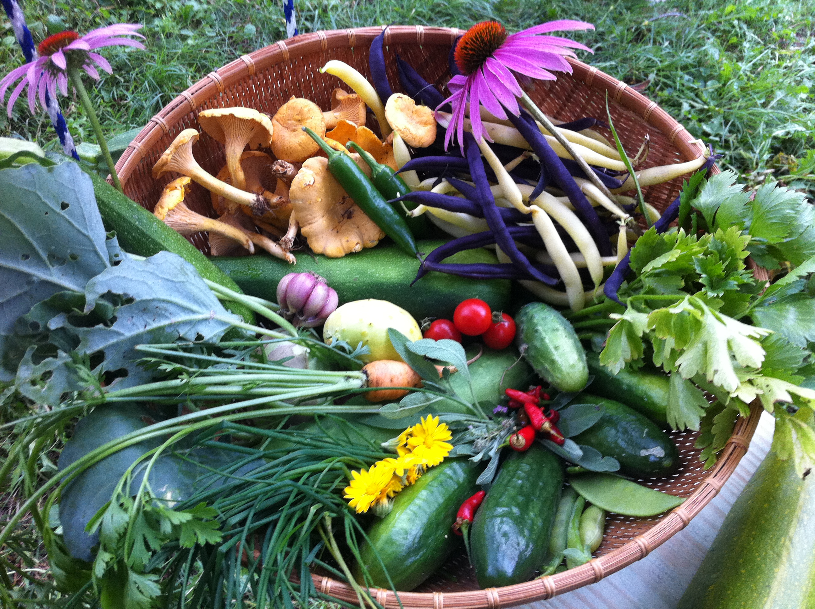 Fresh garden vegetables and herbs in a woven basket for sustainable living.
