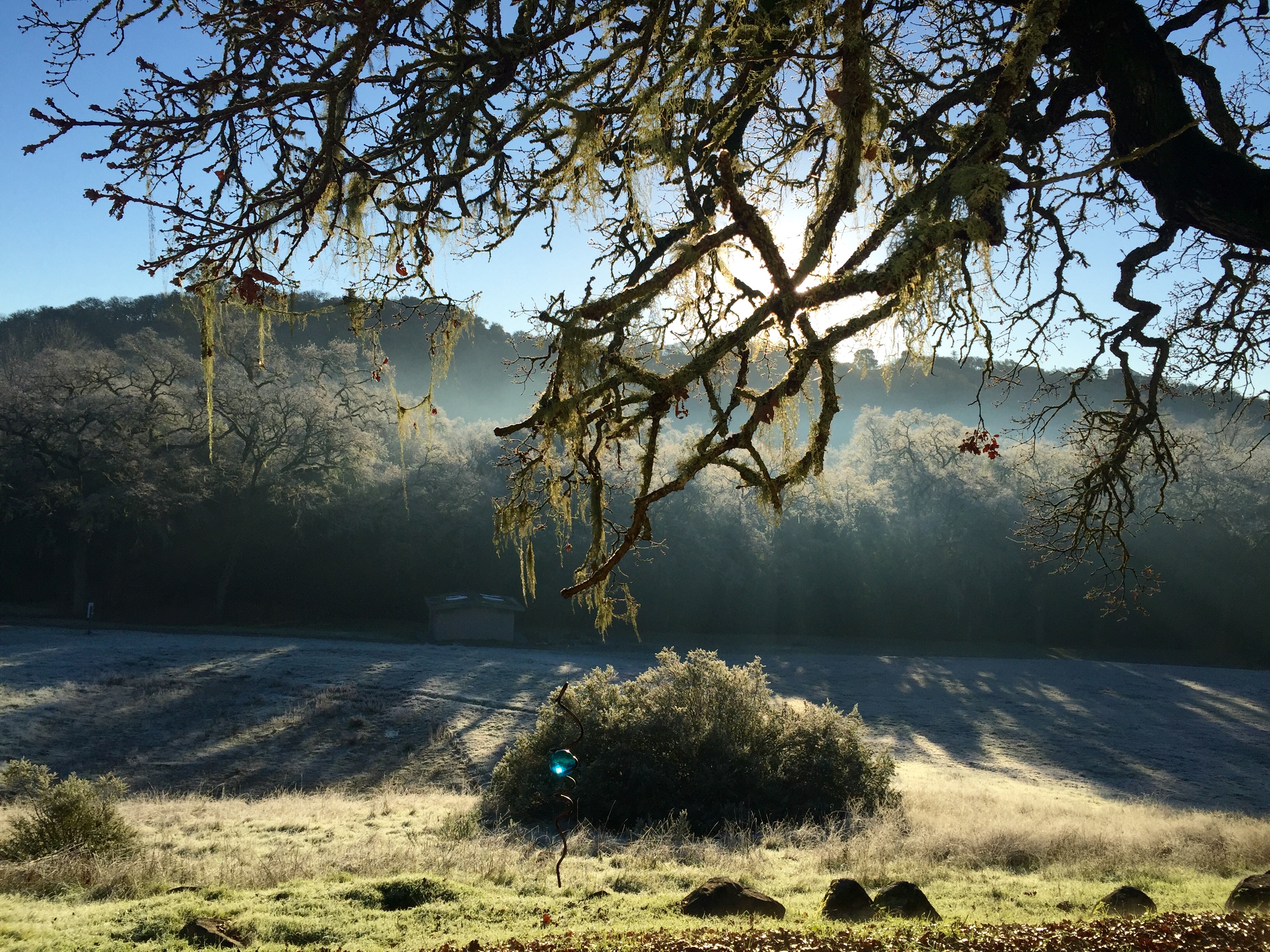 Scenic view of a large tree with hanging moss over a grassy field at sunrise.