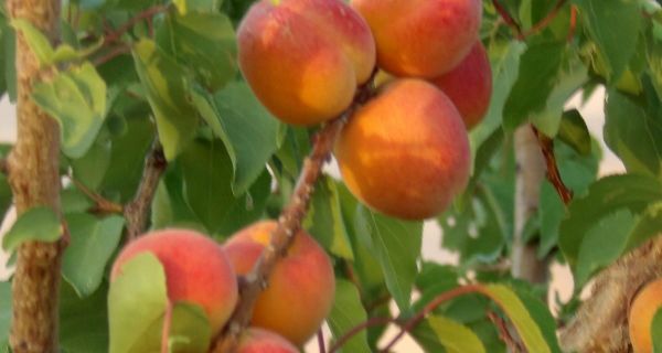 Close-up of ripe apples on a tree branch with green leaves at Foundation for Intentional Community.