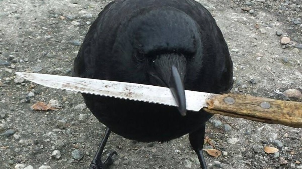 Black bird with a knife in its beak on a gravel surface.