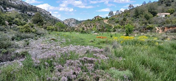 Scenic view of lush green hills and wildflowers in a community setting.