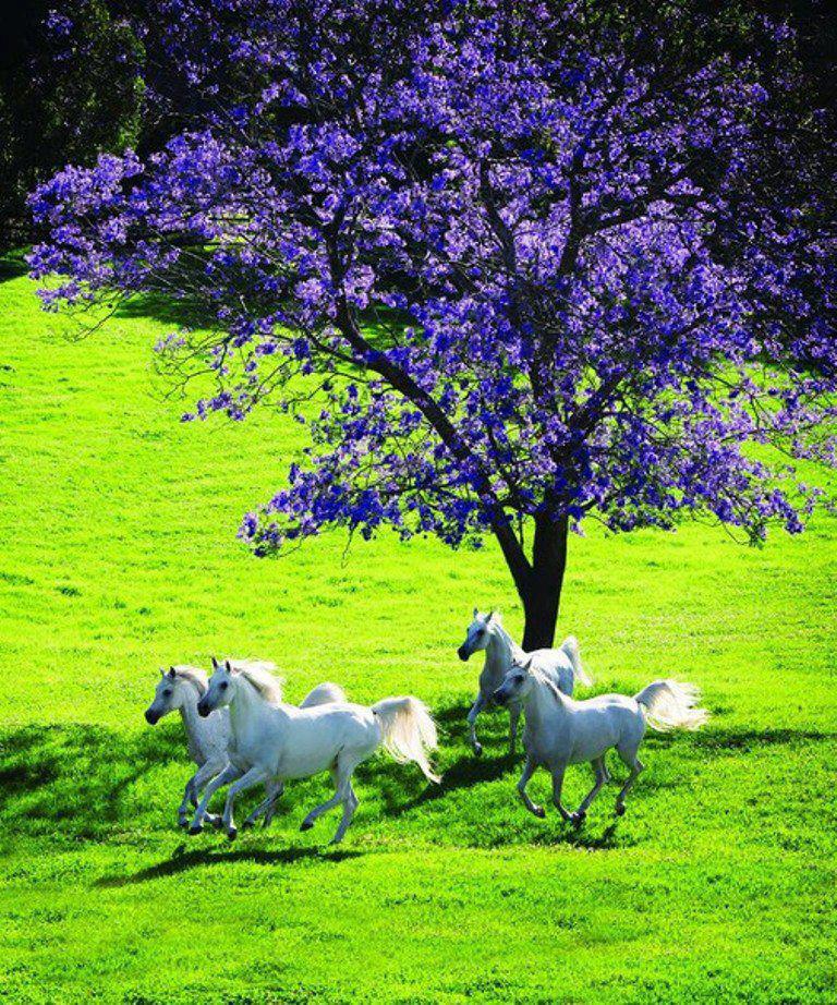 White horses running under a purple-flowered tree on a green field.