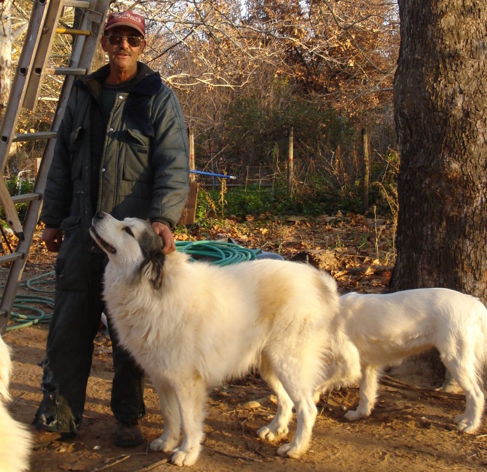 Man with dogs outdoors in a natural setting at Foundation for Intentional Community.