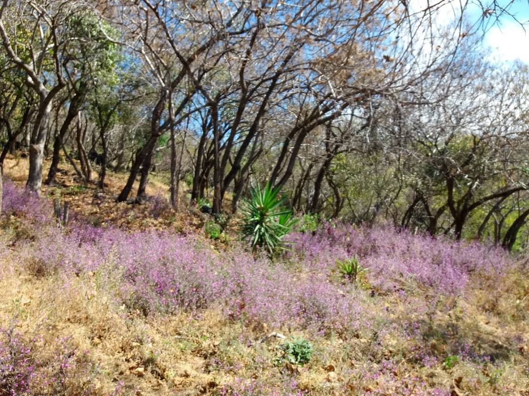 Scenic view of a hillside with purple wildflowers and leafless trees under a blue sky.