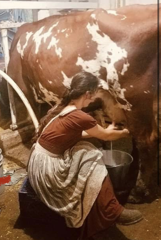 Young woman milking a cow at Stone Garden Farm & Village.