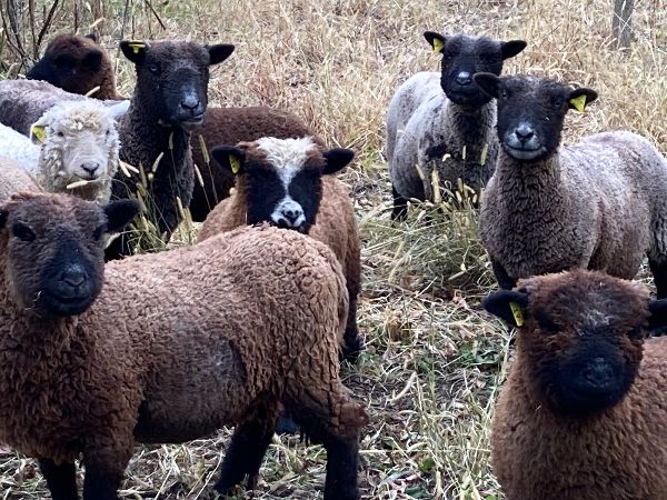 Group of sheep and lambs grazing in a field at Sandhill Farm.