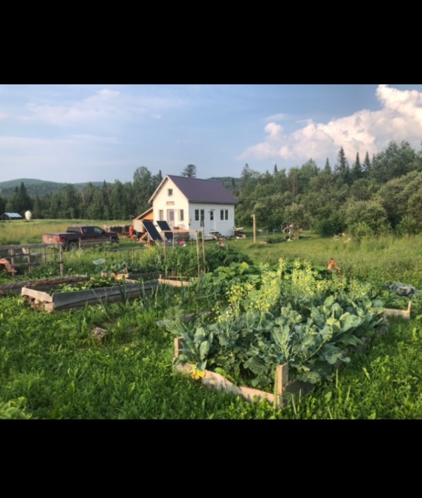 Community garden with vegetables and a house in a rural setting under blue sky.