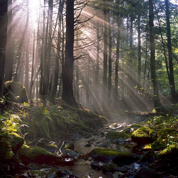 Sunlight filters through a lush green forest with a small stream flowing.