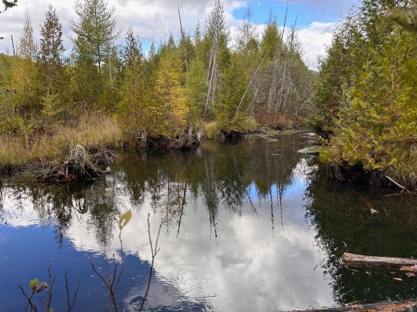 Serene river scene with trees and reflections in water, part of the Foundation for Intentional Comun.