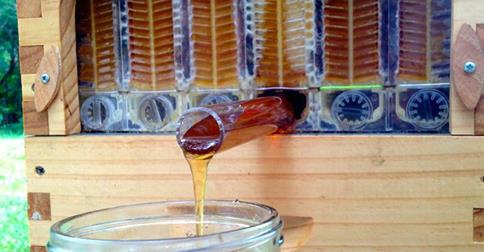 Innovative beehive design for honey harvesting without disturbing bees.