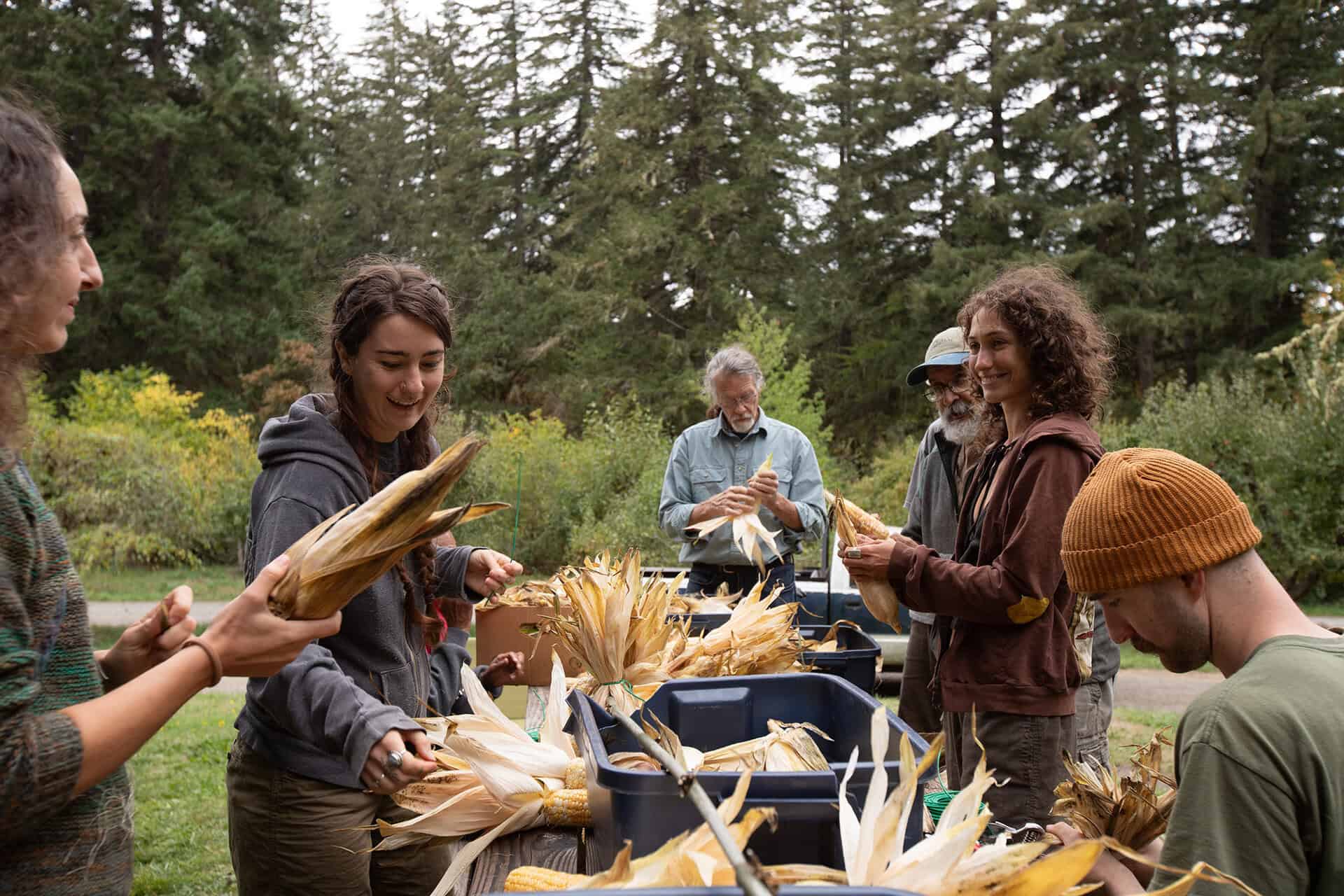 People harvesting and processing corn outdoors in a forested area.