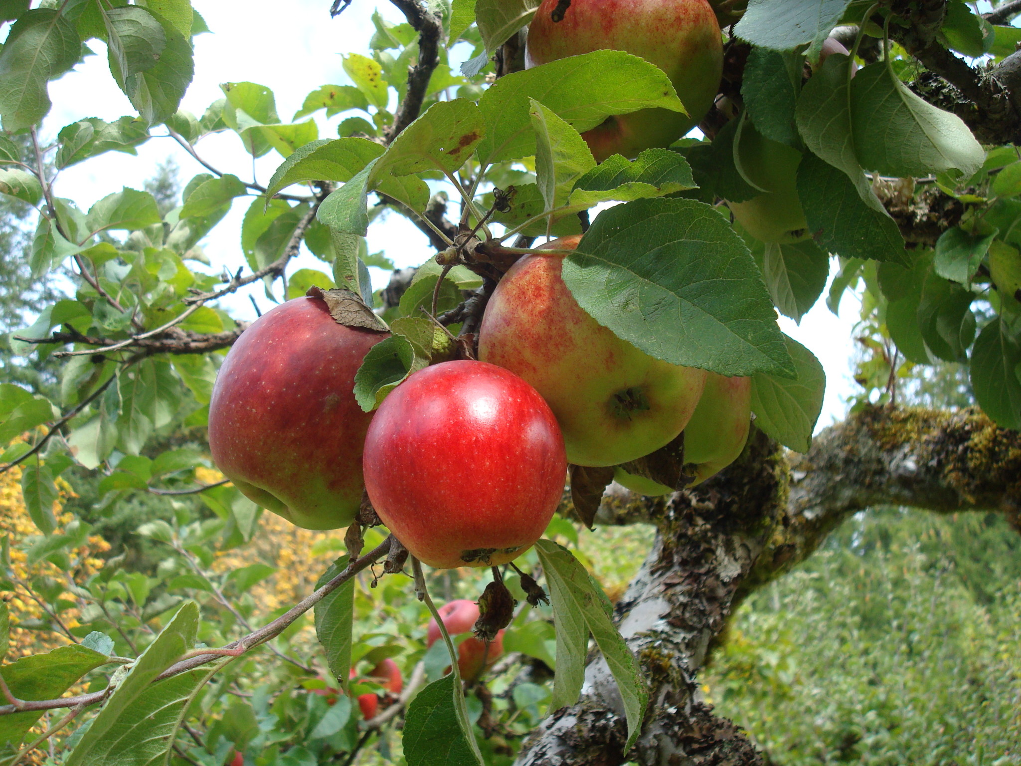 Fresh apples hanging on a tree branch in an orchard.