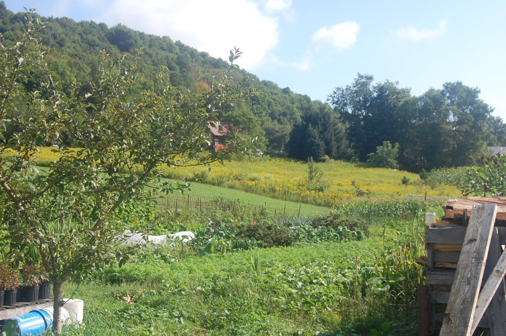 Lush green landscape with trees, hills, and a small building in the distance.