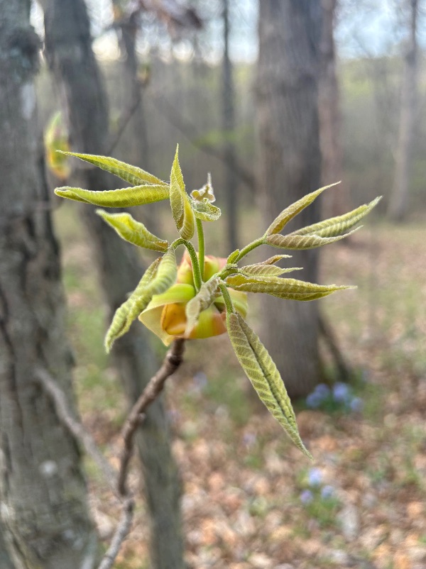 Close-up of a budding yellow flower on a tree branch in a forest.