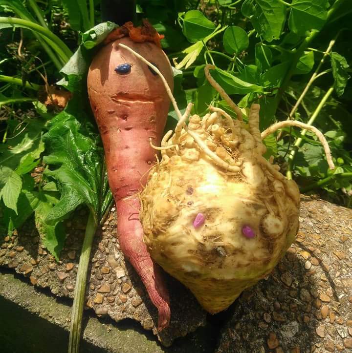 Humorous vegetable with a carrot and a large turnip in a garden setting.