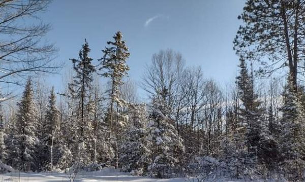 Snow-covered trees in a winter forest under a clear blue sky.