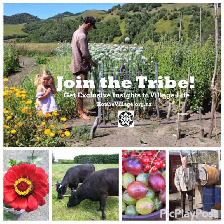 Join the tribe for village life insights at Kotare Village, New Zealand.