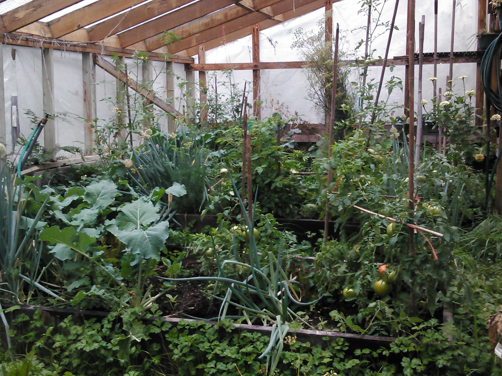 Vegetable garden with various plants and tomato cages inside a greenhouse.
