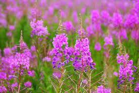 Close-up of vibrant purple fireweed flowers in a natural setting.