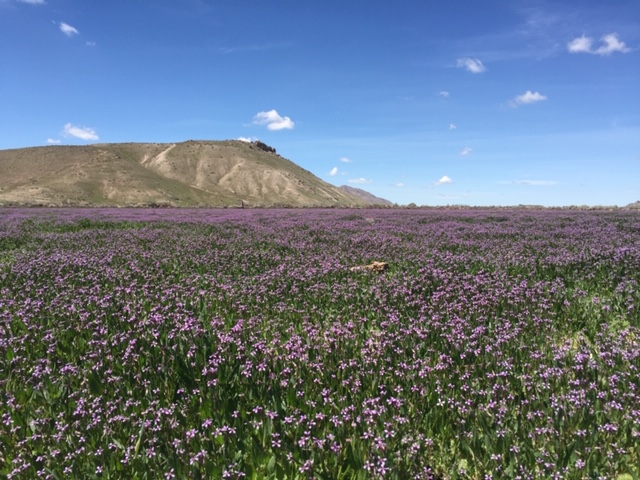 Vast field of purple wildflowers with a hill in the background under a blue sky.