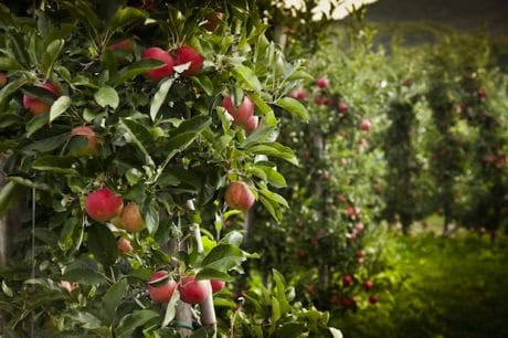 Apple trees in an orchard with ripe red apples and green leaves.
