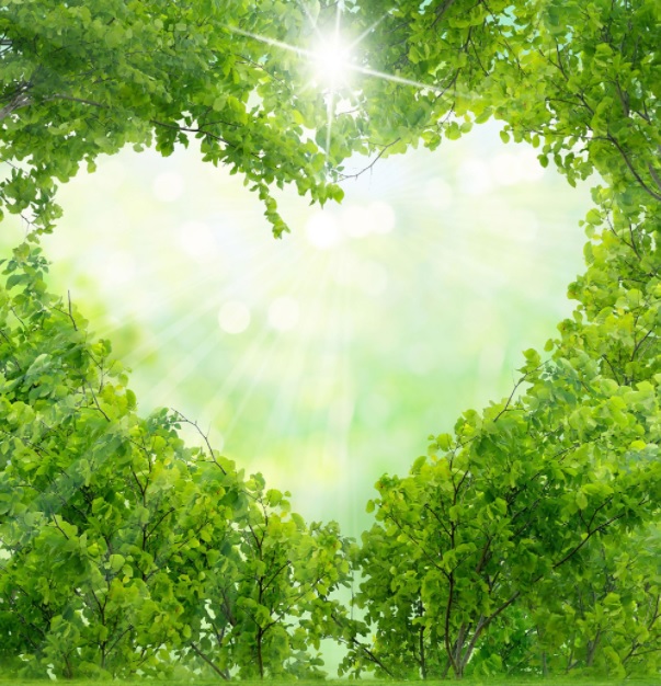 Sunlight shining through lush green tree canopy in a natural setting.