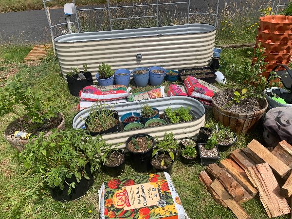 Community garden with raised beds and potted plants in a backyard setting.
