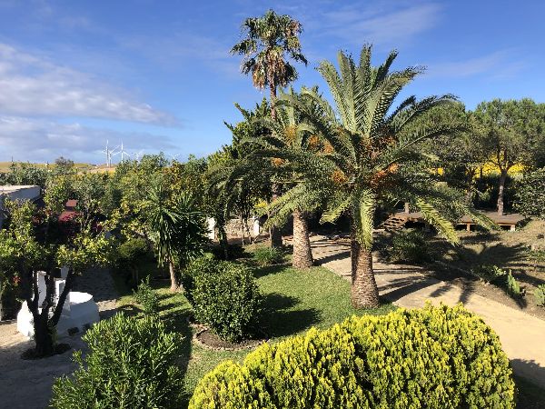 Lush tropical garden with palm trees and vibrant greenery at Eco-living Finca la Palmera.