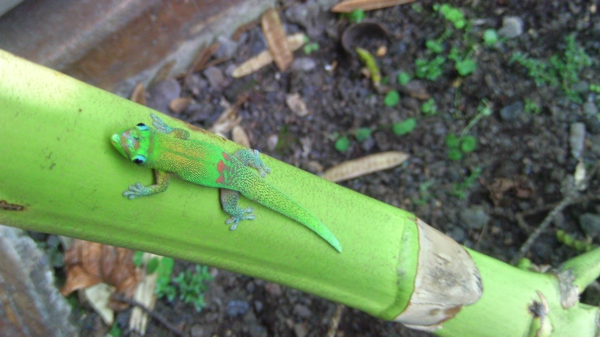 Colorful gecko on green bamboo in a natural garden setting.