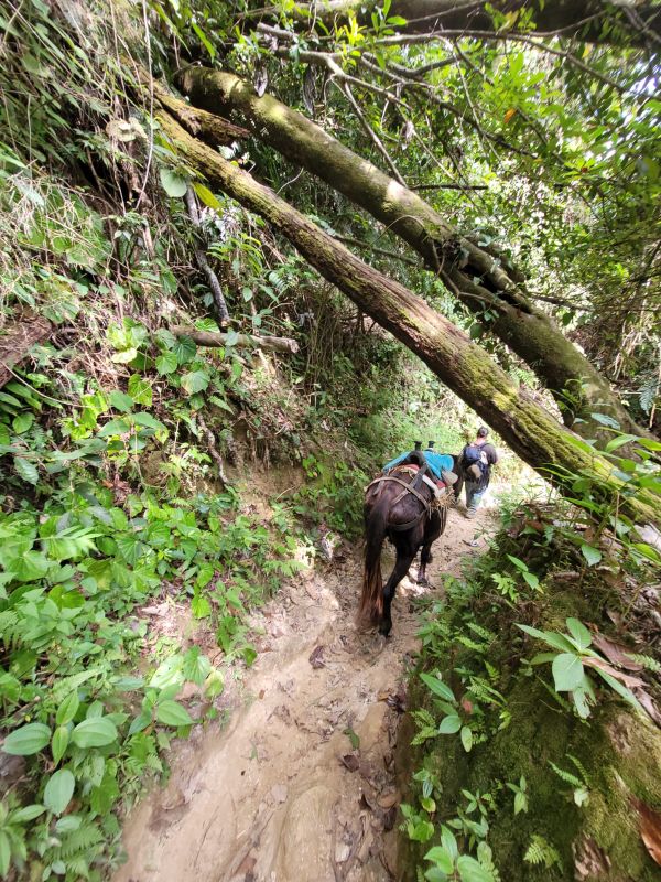 Hikers riding horses through a lush forest trail with fallen trees.