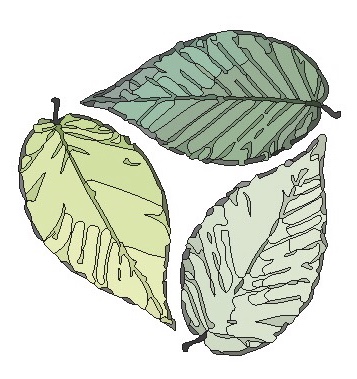 Illustration of four green leaves with detailed vein patterns.