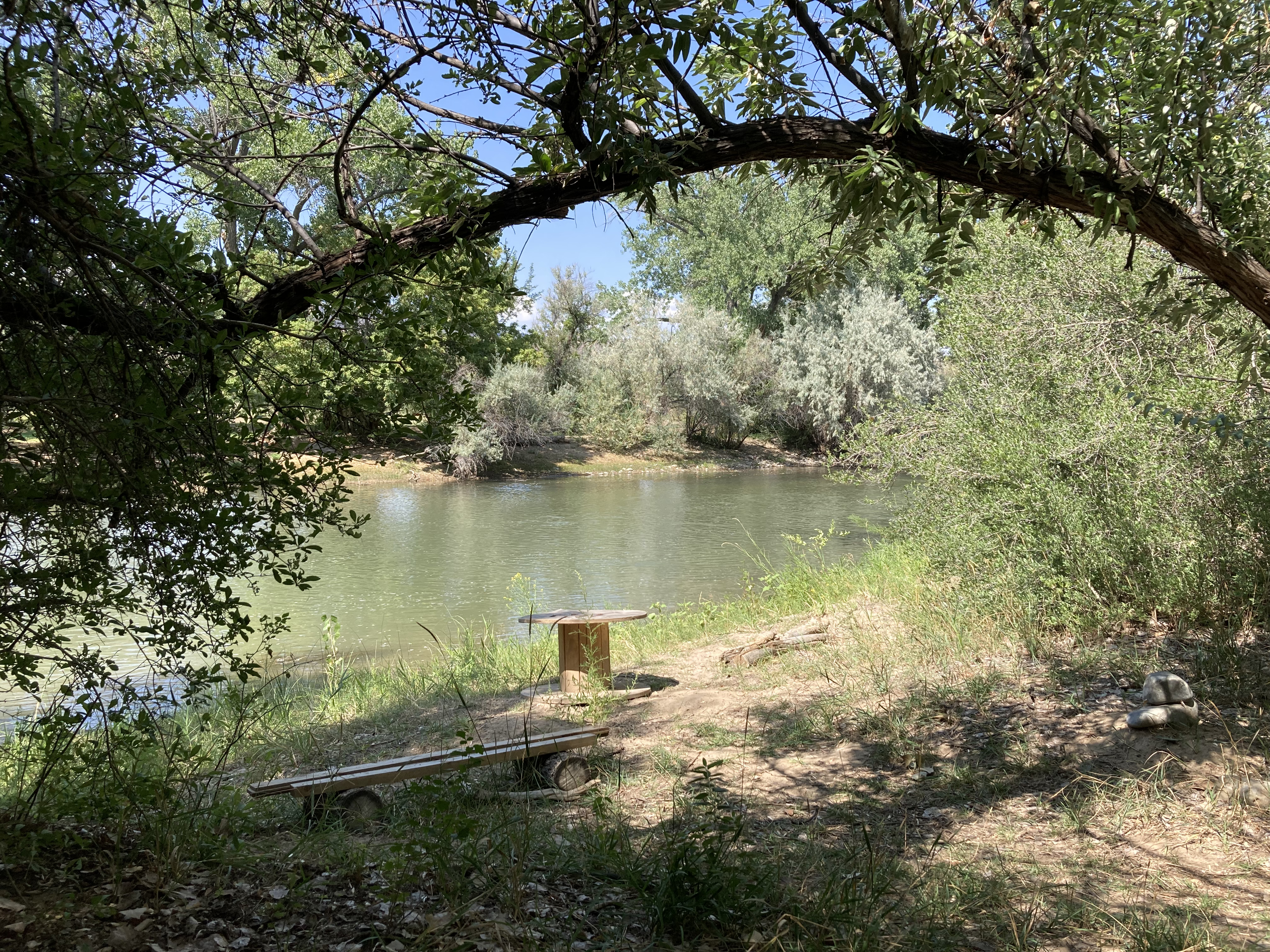 Serene riverside scene with trees and a small wooden bench under a tree branch.