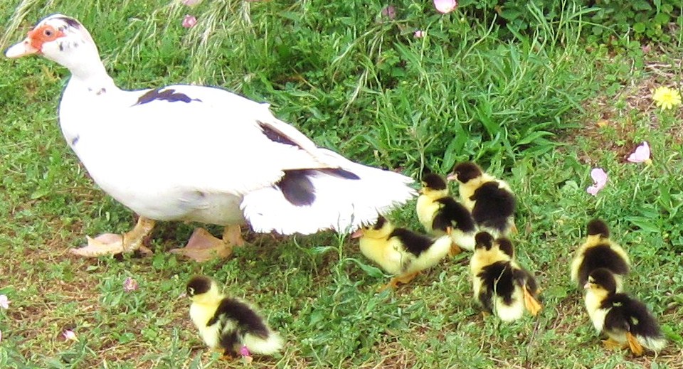 Mother duck with ducklings in a grassy area with flowers.