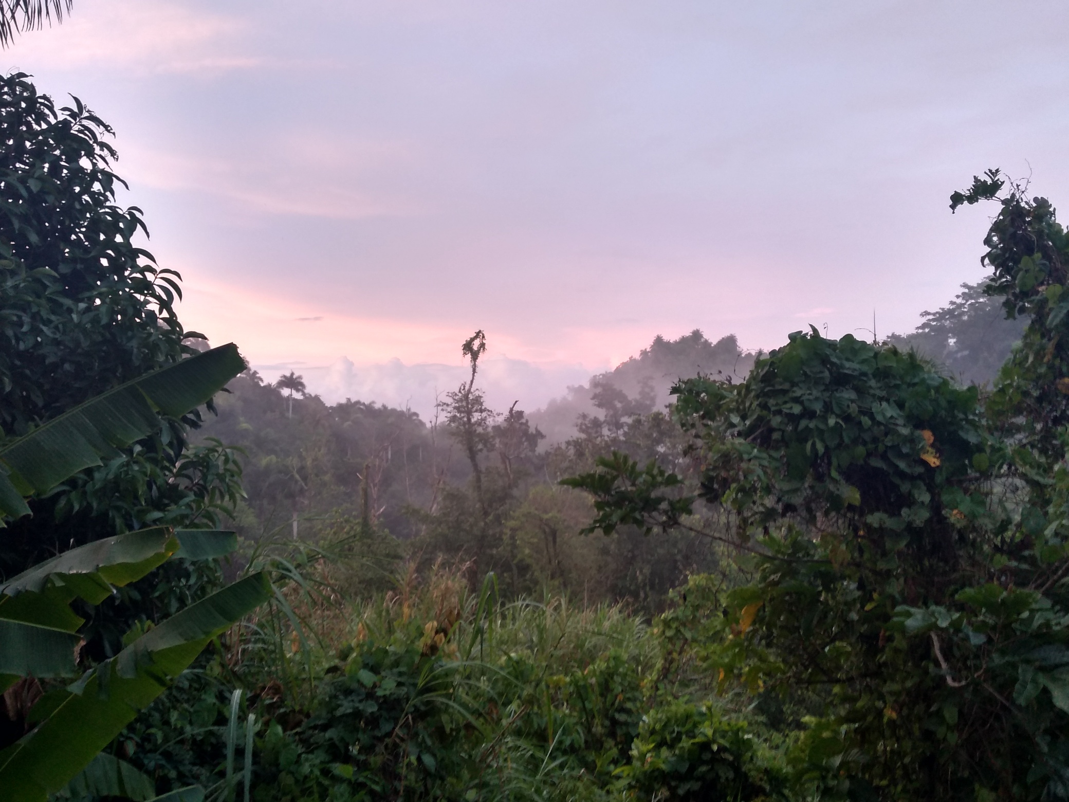 Lush green forest landscape with misty mountains in the background at dawn.