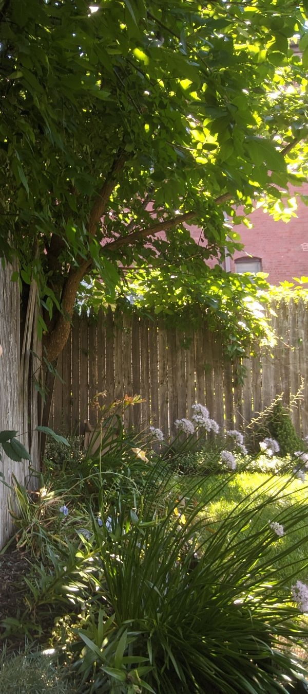 Lush garden with trees, plants, and sunlight filtering through leaves.