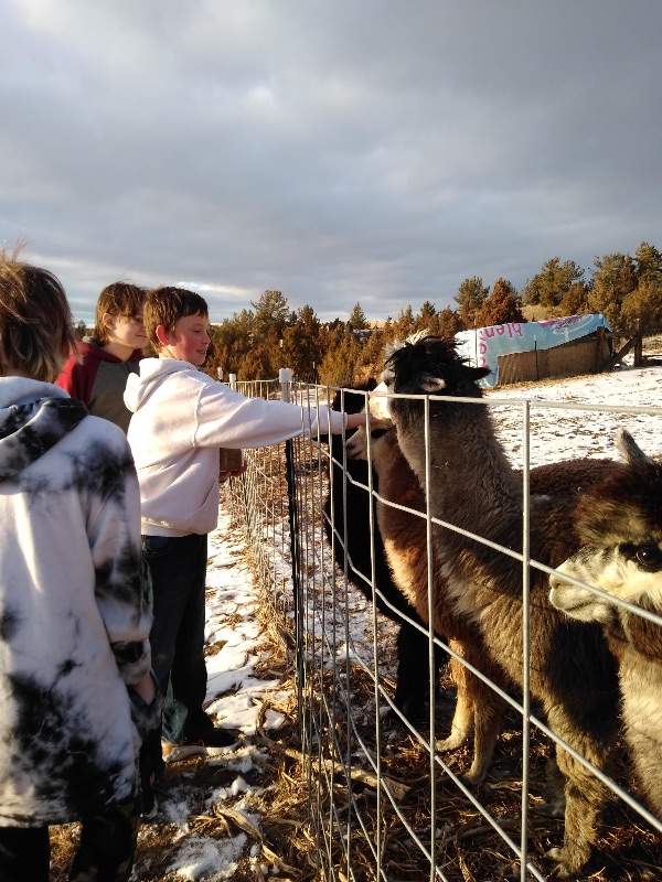 Children interacting with llamas at a farm or sanctuary setting.