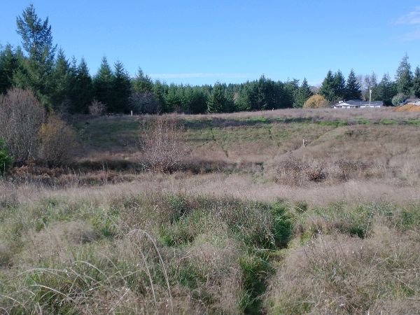 Open field with tall grass and trees under a blue sky.