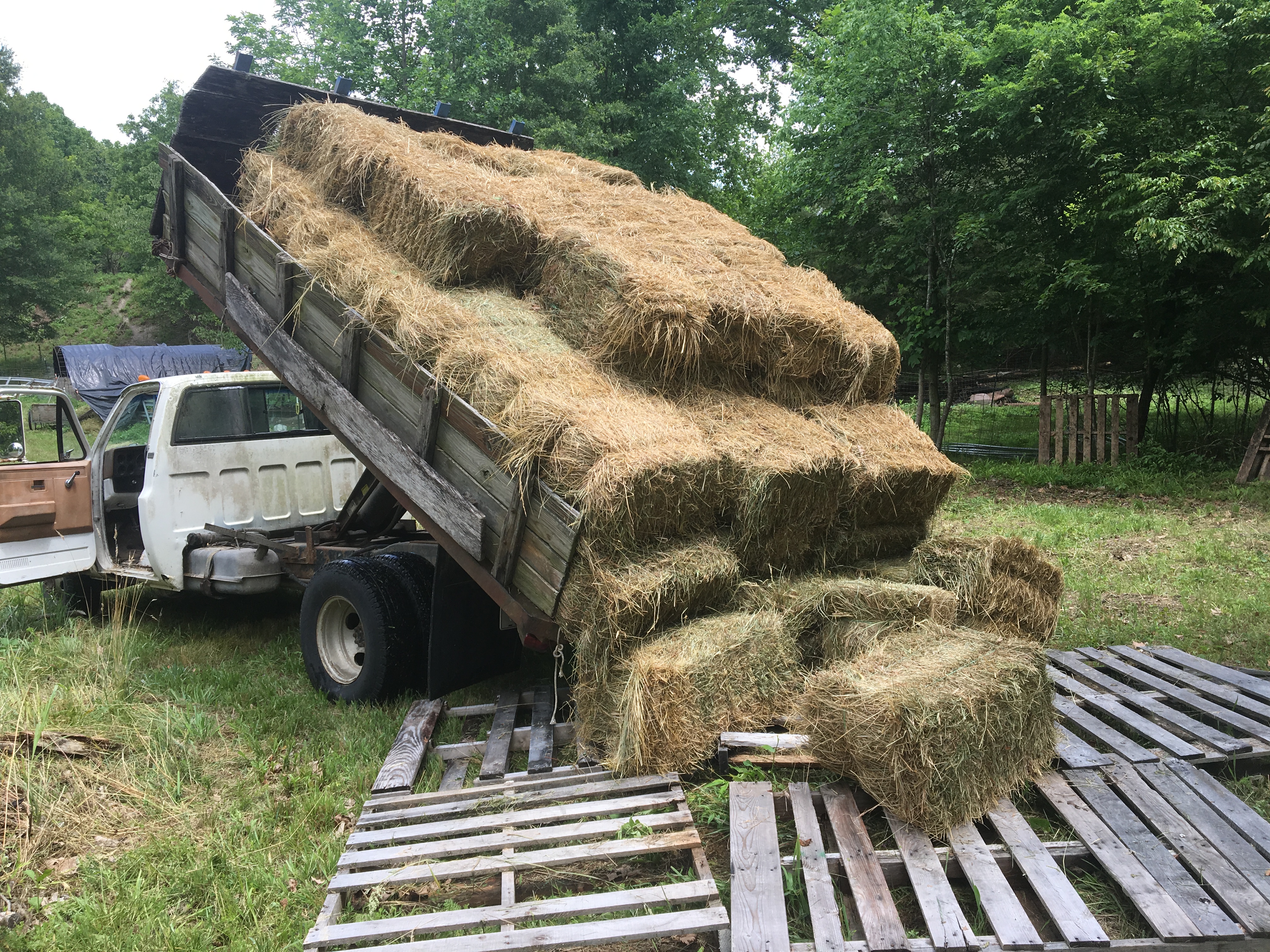 Hay bales being unloaded from a truck onto wooden pallets at a farm.