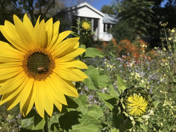Bright yellow sunflower with a bee in a lush garden setting.