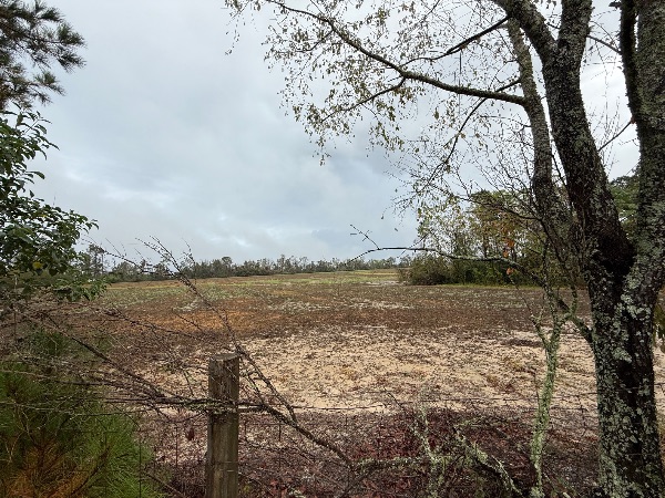 Open rural field with trees and cloudy sky, peaceful landscape scene.