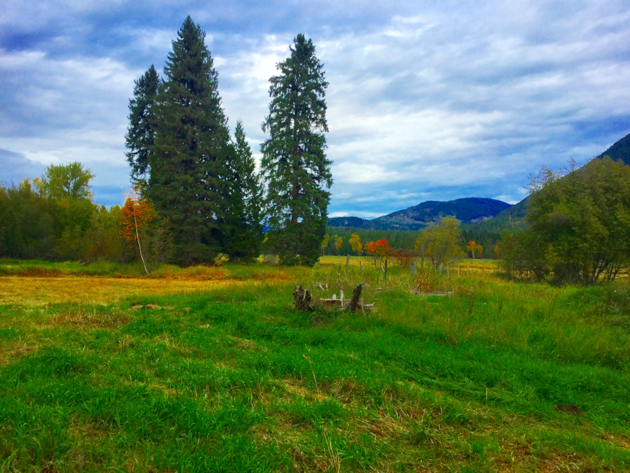 Scenic view of a lush green field with tall trees and mountains in the background.